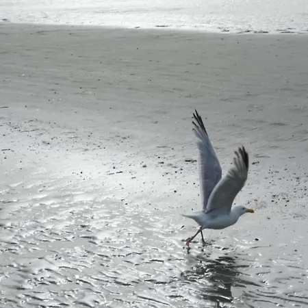 In Near The Sea * Koksijde